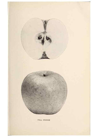 Reproducción/Reproduction 42281145131: The apples of New York /. Albany :J.B. Lyon,1905.. 