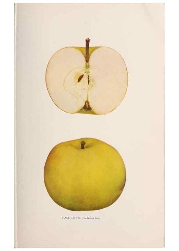Reproducción/Reproduction 42234482402: The apples of New York /. Albany :J.B. Lyon,1905.. 