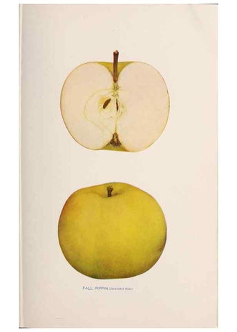 Reproducción/Reproduction 42234482402: The apples of New York /. Albany :J.B. Lyon,1905.. 