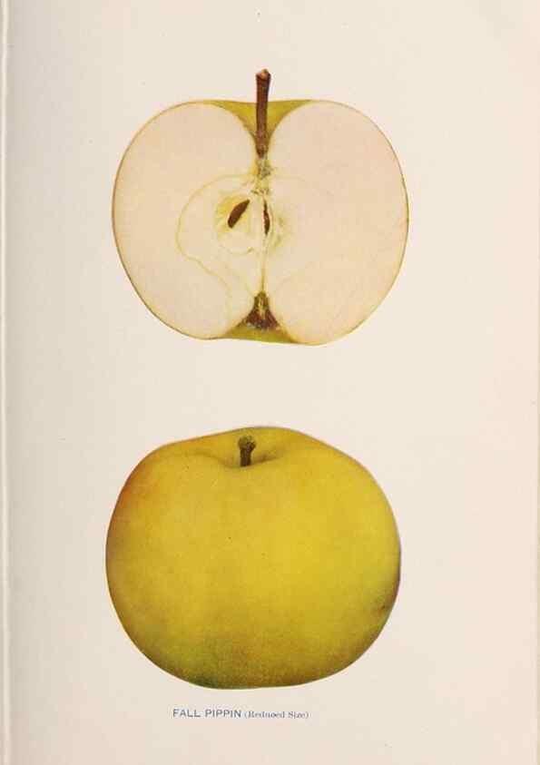 Reproducción/Reproduction 42234482402: The apples of New York /. Albany :J.B. Lyon,1905.. 