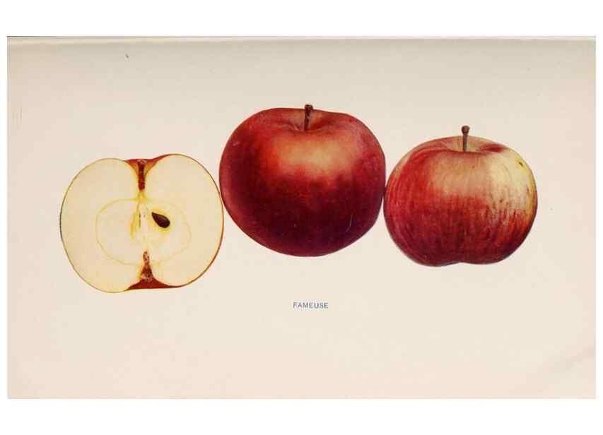 Reproducción/Reproduction 42234484142: The apples of New York /. Albany :J.B. Lyon,1905.. 