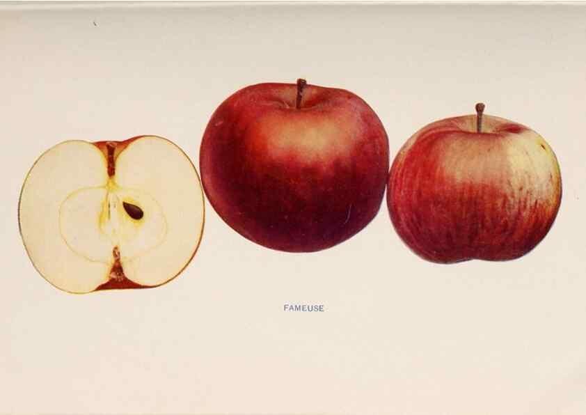 Reproducción/Reproduction 42234484142: The apples of New York /. Albany :J.B. Lyon,1905.. 