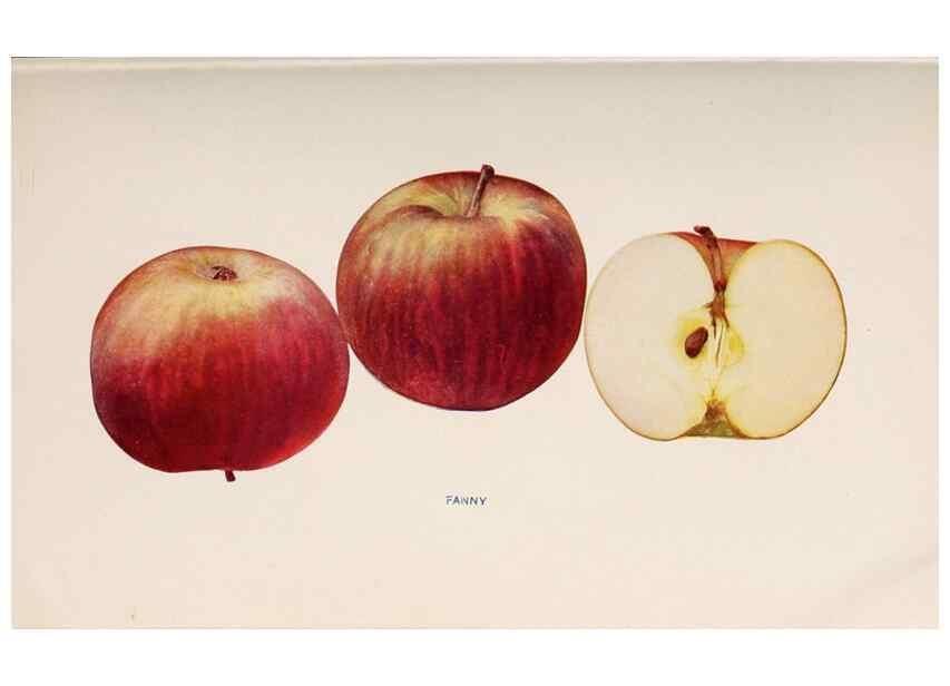 Reproducción/Reproduction 41379275405: The apples of New York /. Albany :J.B. Lyon,1905.. 