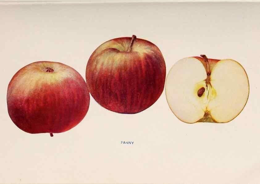 Reproducción/Reproduction 41379275405: The apples of New York /. Albany :J.B. Lyon,1905.. 