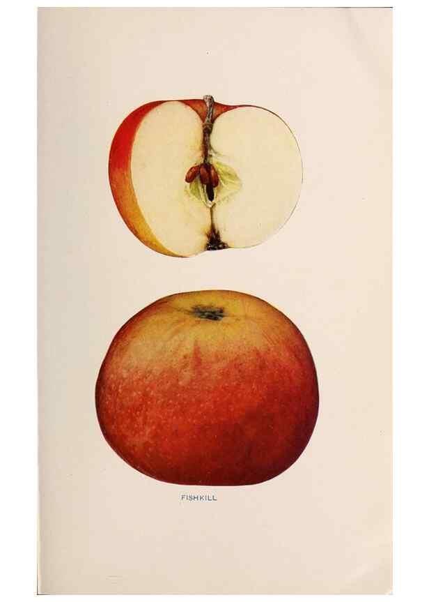 Reproducción/Reproduction 42234488672: The apples of New York /. Albany :J.B. Lyon,1905.. 