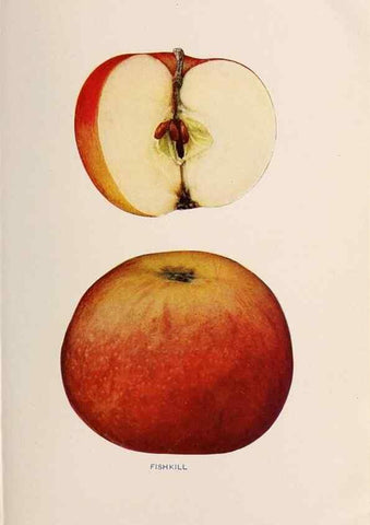 Reproducción/Reproduction 42234488672: The apples of New York /. Albany :J.B. Lyon,1905.. 