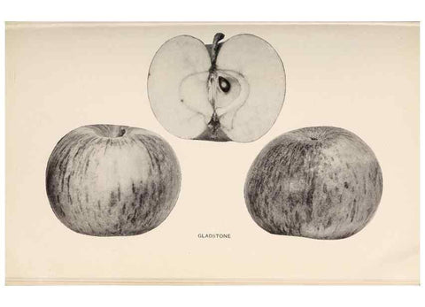 Reproducción/Reproduction 40474425310: The apples of New York /. Albany :J.B. Lyon,1905.. 