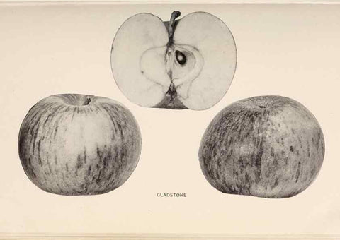 Reproducción/Reproduction 40474425310: The apples of New York /. Albany :J.B. Lyon,1905.. 