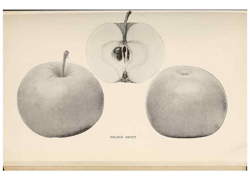 Reproducción/Reproduction 42281156291: The apples of New York /. Albany :J.B. Lyon,1905.. 