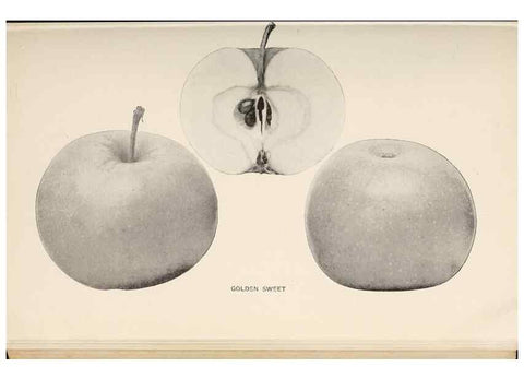 Reproducción/Reproduction 42281156291: The apples of New York /. Albany :J.B. Lyon,1905.. 