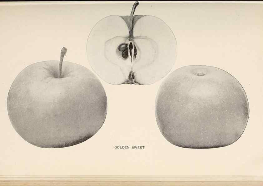 Reproducción/Reproduction 42281156291: The apples of New York /. Albany :J.B. Lyon,1905.. 