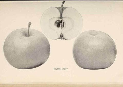 Reproducción/Reproduction 42281156291: The apples of New York /. Albany :J.B. Lyon,1905.. 