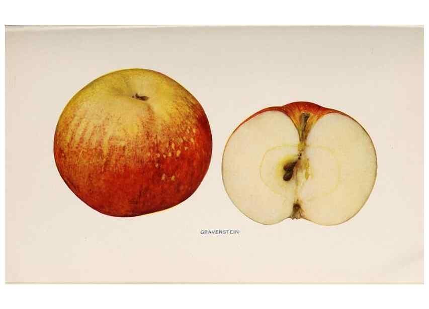 Reproducción/Reproduction 40474429110: The apples of New York /. Albany :J.B. Lyon,1905.. 
