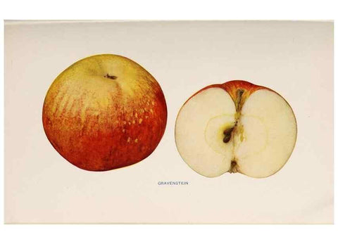 Reproducción/Reproduction 40474429110: The apples of New York /. Albany :J.B. Lyon,1905.. 