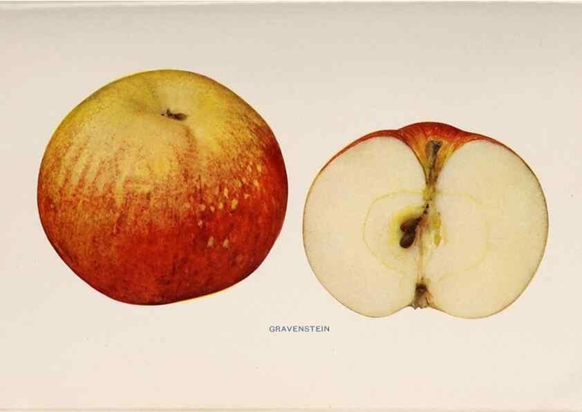 Reproducción/Reproduction 40474429110: The apples of New York /. Albany :J.B. Lyon,1905.. 