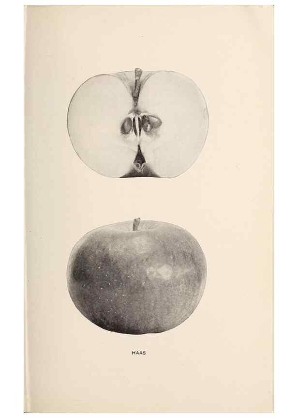 Reproducción/Reproduction 28408211298: The apples of New York /. Albany :J.B. Lyon,1905.. 