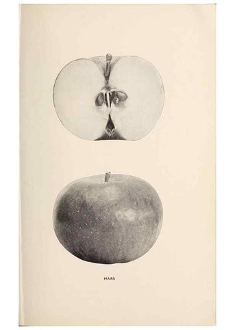 Reproducción/Reproduction 28408211298: The apples of New York /. Albany :J.B. Lyon,1905.. 