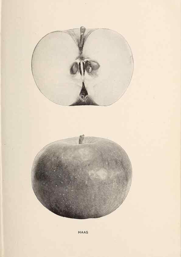 Reproducción/Reproduction 28408211298: The apples of New York /. Albany :J.B. Lyon,1905.. 