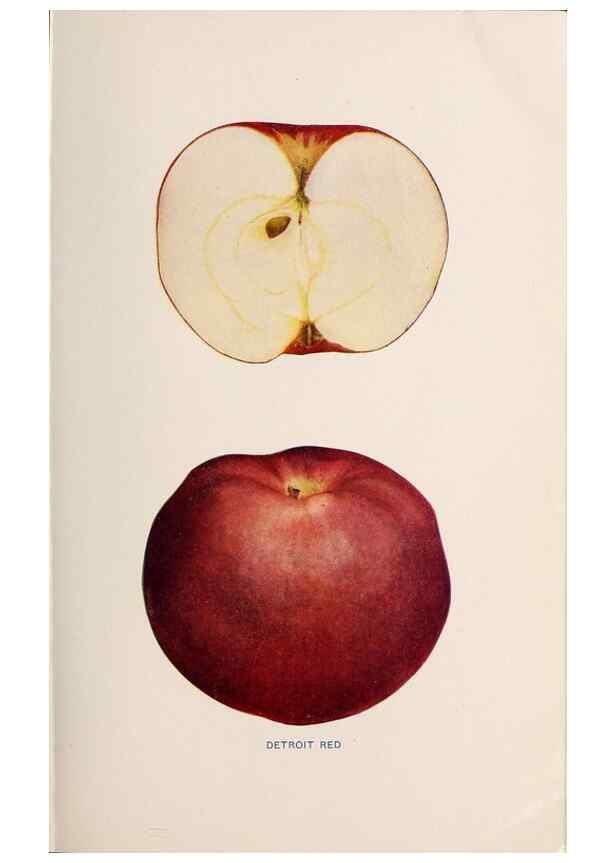 Reproducción/Reproduction 40474386900: The apples of New York /. Albany :J.B. Lyon,1905.. 