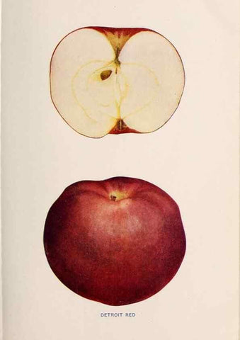 Reproducción/Reproduction 40474386900: The apples of New York /. Albany :J.B. Lyon,1905.. 