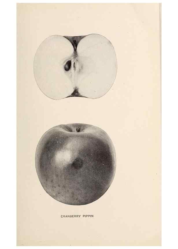 Reproducción/Reproduction 42281131741: The apples of New York /. Albany :J.B. Lyon,1905.. 