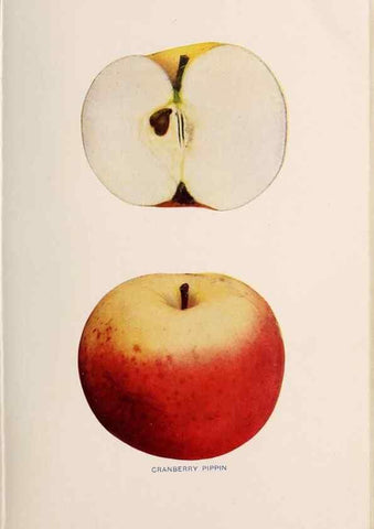 Reproducción/Reproduction 40474381530: The apples of New York /. Albany :J.B. Lyon,1905.. 
