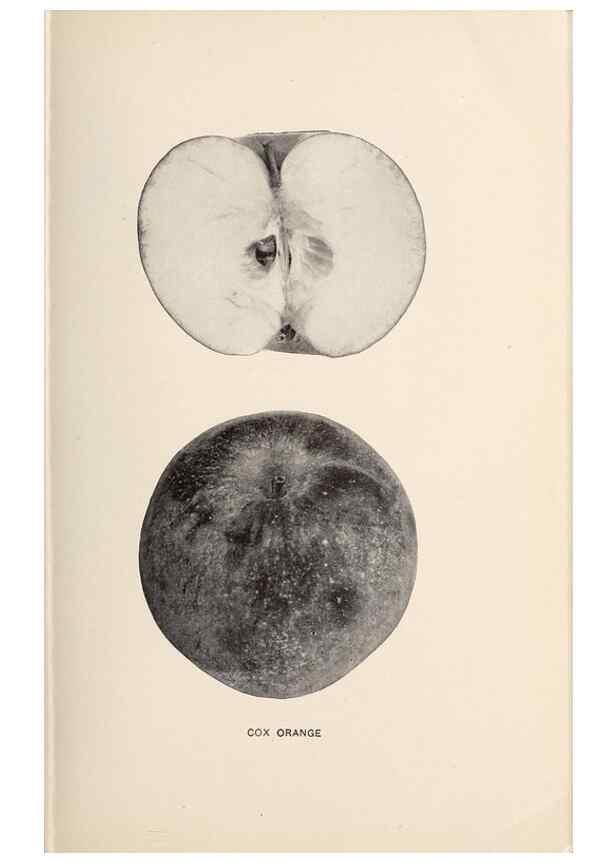 Reproducción/Reproduction 41559962454: The apples of New York /. Albany :J.B. Lyon,1905.. 