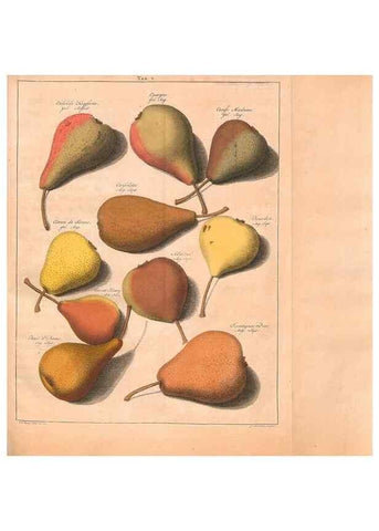 Reproducción/Reproduction 42280202431: Pomologie,. Amsterdam,M. Magérus,1771.. 