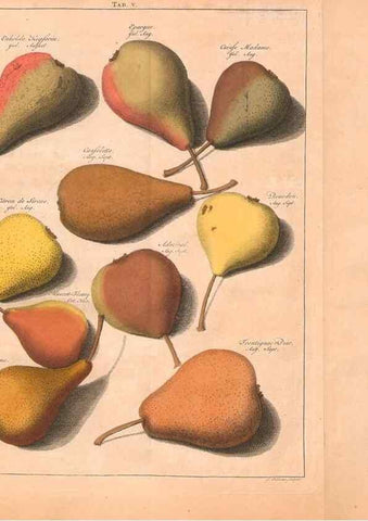 Reproducción/Reproduction 42280202431: Pomologie,. Amsterdam,M. Magérus,1771.. 