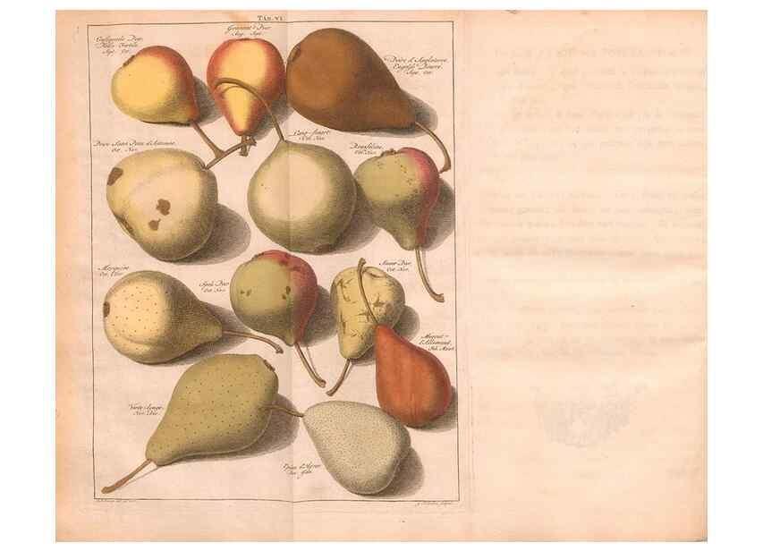 Reproducción/Reproduction 41378204435: Pomologie,. Amsterdam,M. Magérus,1771.. 