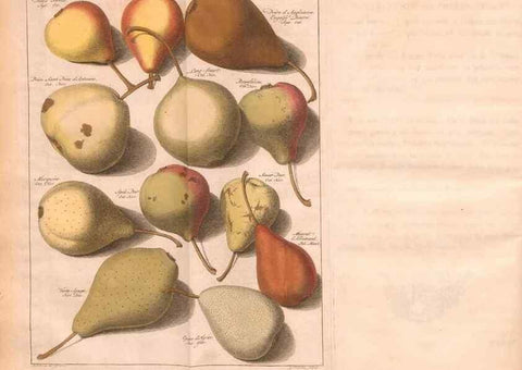 Reproducción/Reproduction 41378204435: Pomologie,. Amsterdam,M. Magérus,1771.. 