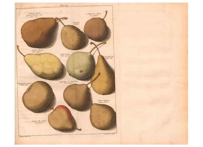 Reproducción/Reproduction 41559058634: Pomologie,. Amsterdam,M. Magérus,1771.. 