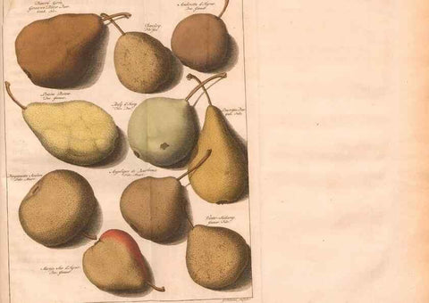 Reproducción/Reproduction 41559058634: Pomologie,. Amsterdam,M. Magérus,1771.. 