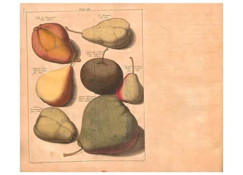 Reproducción/Reproduction 27409589597: Pomologie,. Amsterdam,M. Magérus,1771.. 