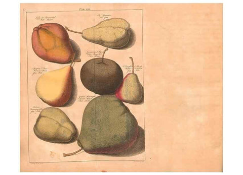 Reproducción/Reproduction 27409589597: Pomologie,. Amsterdam,M. Magérus,1771.. 