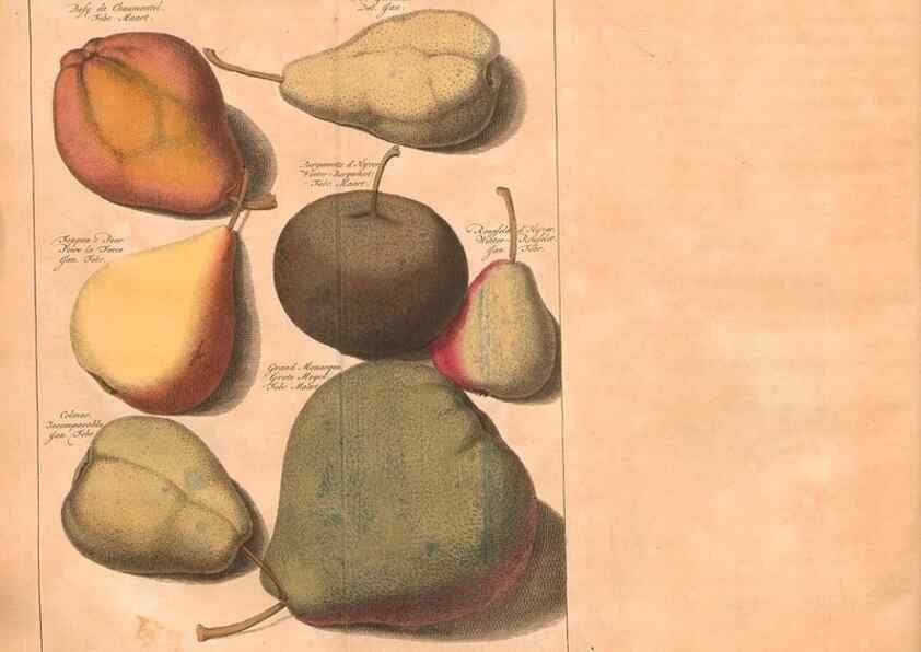 Reproducción/Reproduction 27409589597: Pomologie,. Amsterdam,M. Magérus,1771.. 