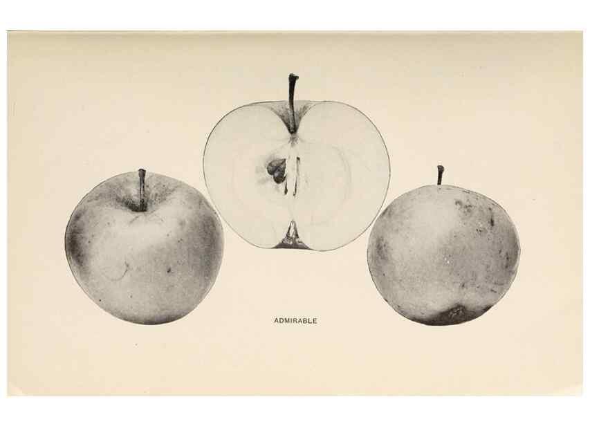 Reproducción/Reproduction 42281090011: The apples of New York /. Albany :J.B. Lyon,1905.. 