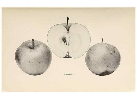 Reproducción/Reproduction 42281090011: The apples of New York /. Albany :J.B. Lyon,1905.. 