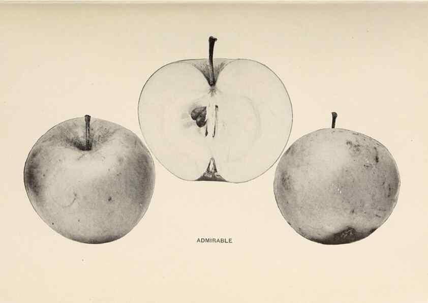 Reproducción/Reproduction 42281090011: The apples of New York /. Albany :J.B. Lyon,1905.. 