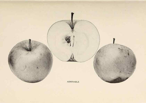 Reproducción/Reproduction 42281090011: The apples of New York /. Albany :J.B. Lyon,1905.. 