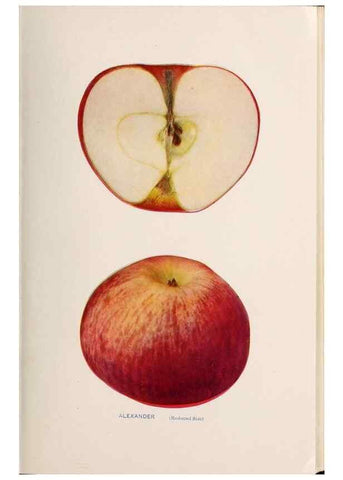 Reproducción/Reproduction 28408137698: The apples of New York /. Albany :J.B. Lyon,1905.. 
