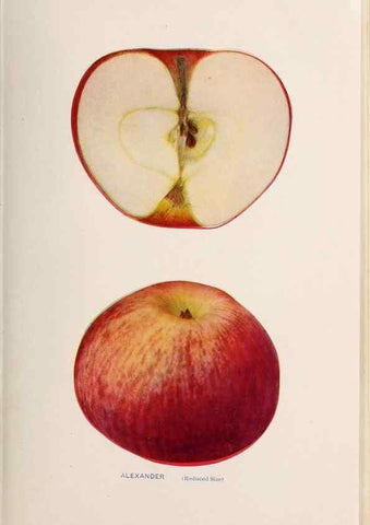Reproducción/Reproduction 28408137698: The apples of New York /. Albany :J.B. Lyon,1905.. 