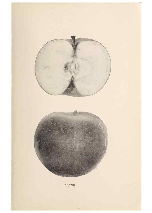 Reproducción/Reproduction 42281096111: The apples of New York /. Albany :J.B. Lyon,1905.. 