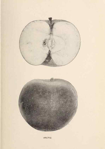 Reproducción/Reproduction 42281096111: The apples of New York /. Albany :J.B. Lyon,1905.. 