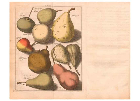 Reproducción/Reproduction 41559047634: Pomologie,. Amsterdam,M. Magérus,1771.. 