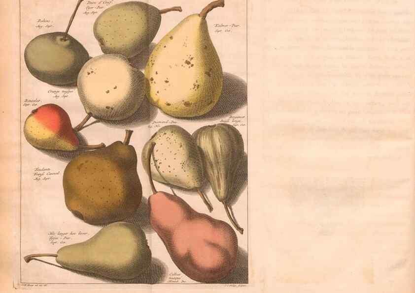 Reproducción/Reproduction 41559047634: Pomologie,. Amsterdam,M. Magérus,1771.. 