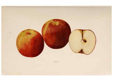 Reproducción/Reproduction 41379242565: The apples of New York /. Albany :J.B. Lyon,1905.. 