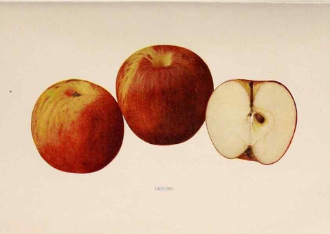 Reproducción/Reproduction 41379242565: The apples of New York /. Albany :J.B. Lyon,1905.. 