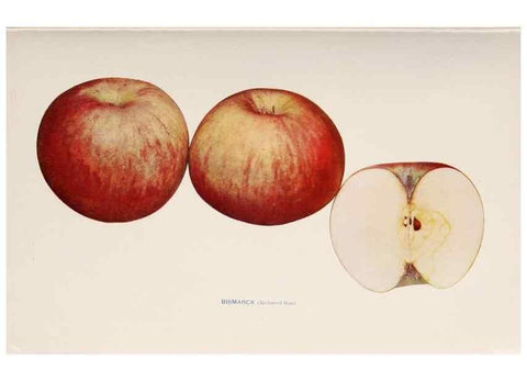 Reproducción/Reproduction 41559949124: The apples of New York /. Albany :J.B. Lyon,1905.. 
