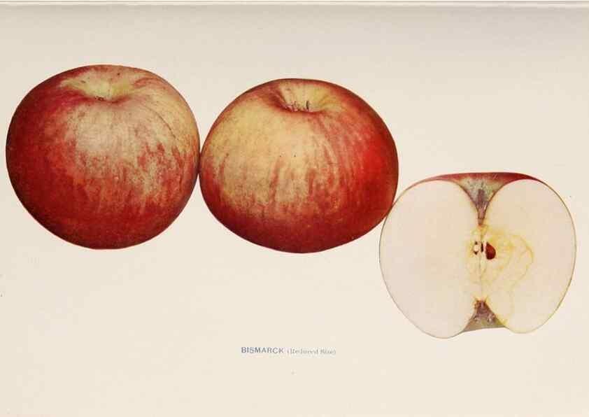Reproducción/Reproduction 41559949124: The apples of New York /. Albany :J.B. Lyon,1905.. 